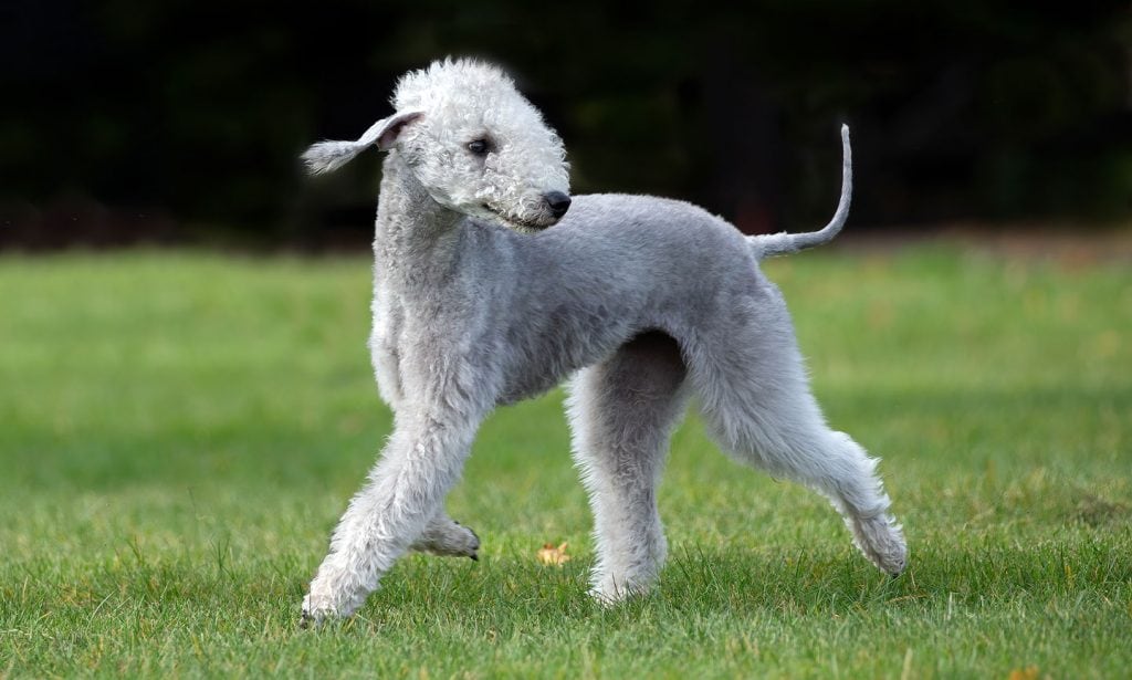 Bedlington Terrierdog breed