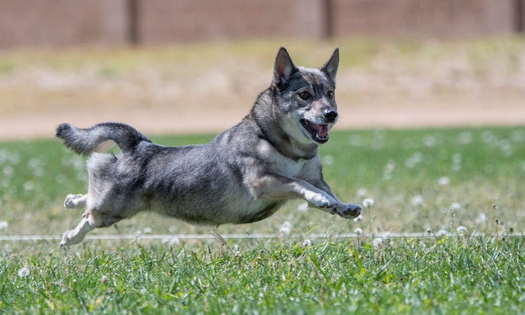 Always up for a run or a chat, the Swedish Vallhund bounds through life with energy and ease. 