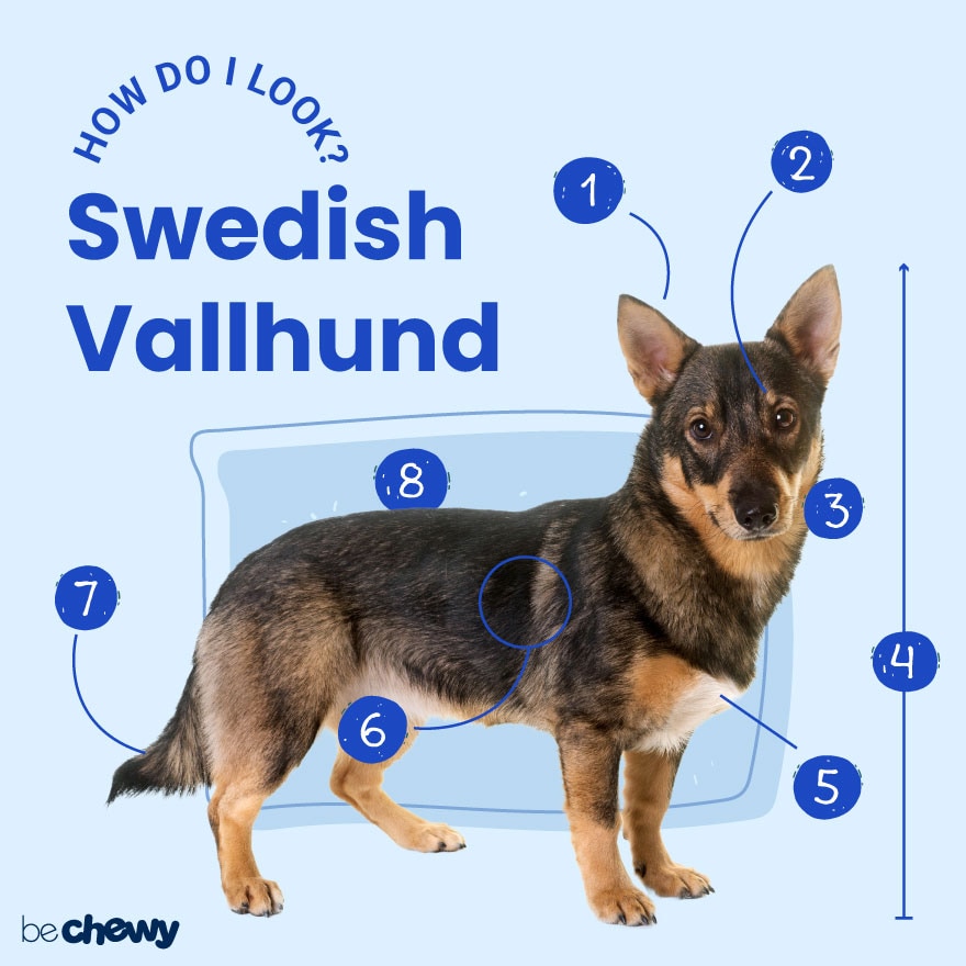 Swedish Vallhund: Characteristics, Care & Photos | BeChewy