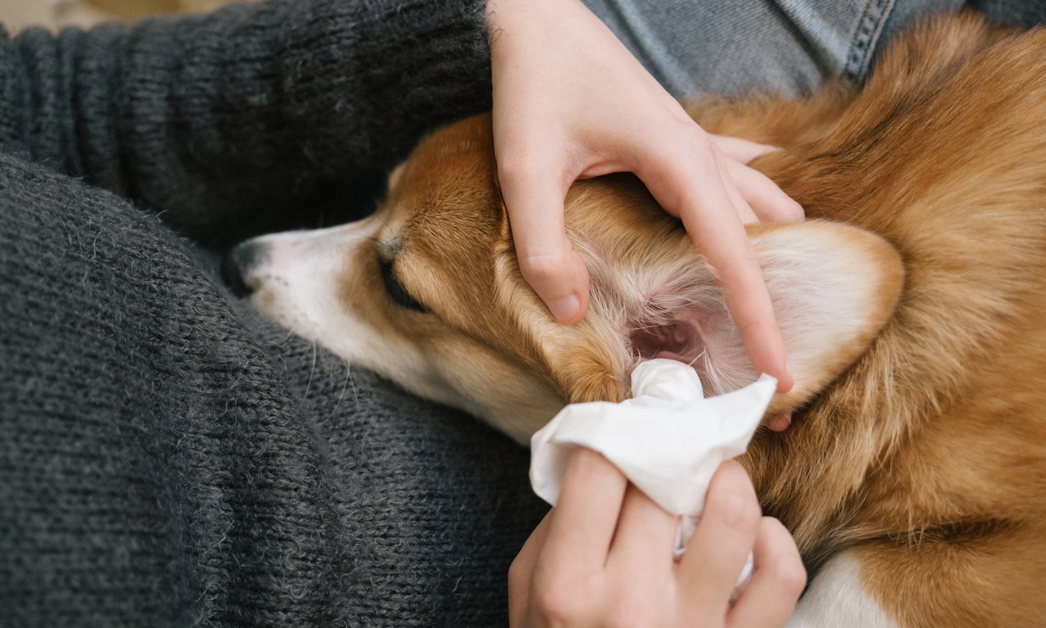 Home remedy for shop dog scratching ears