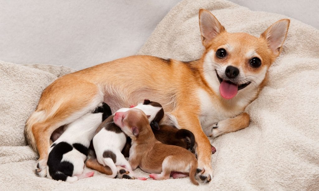 can dogs take at home pregnancy tests