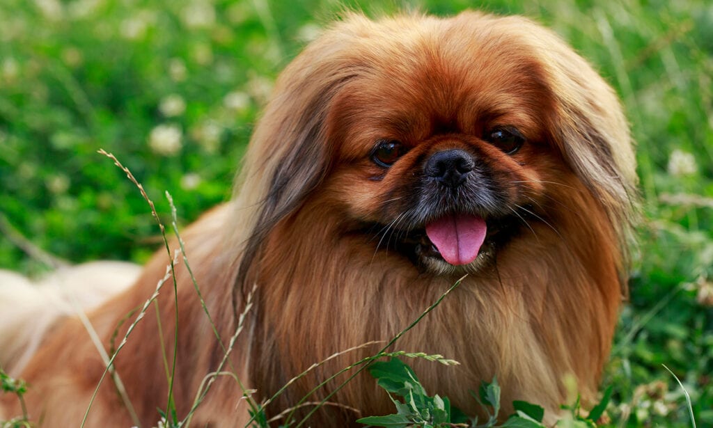 Fawn pekingese sale