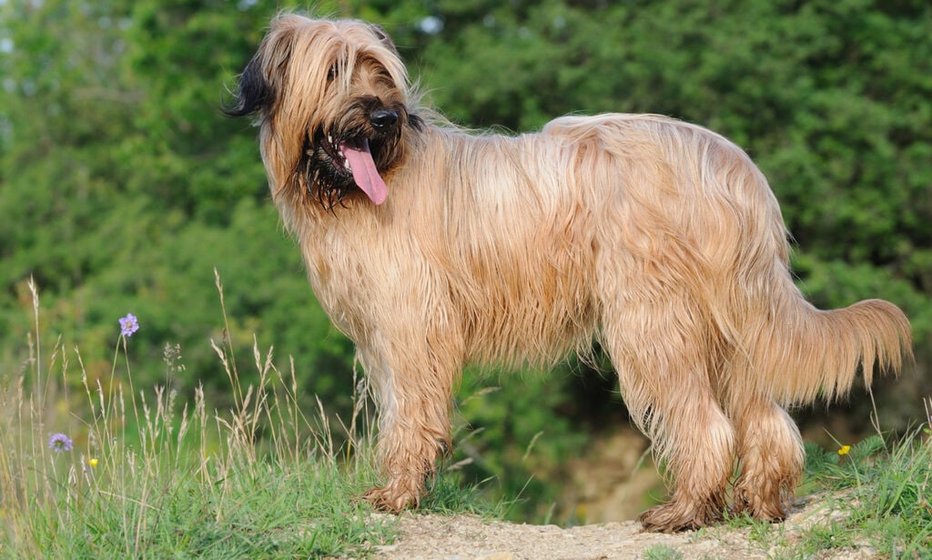 Briard Breed: Characteristics, Care & Photos | BeChewy