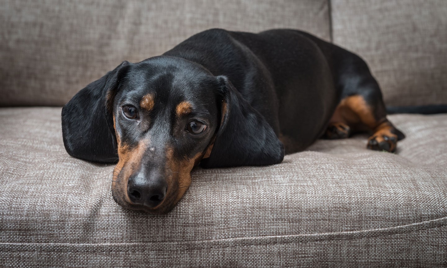 Dog throwing best sale up poop