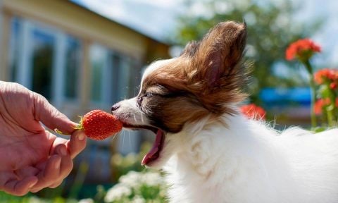 are strawberry seeds bad for dogs