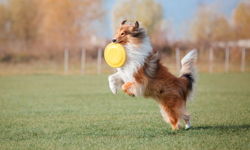 Thinking about raising a Collie? These family dogs love people and routines. Find out if a Collie is a good match for you.