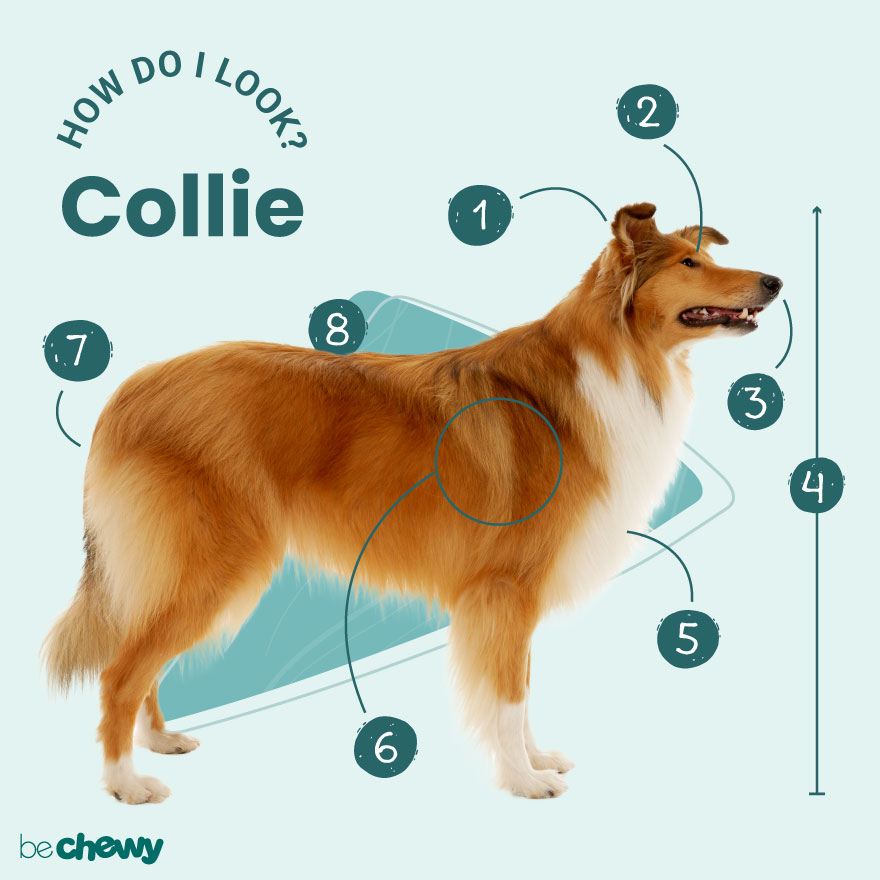 do rough collie bark a lot