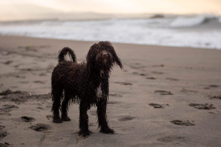 are there different types of water spaniels