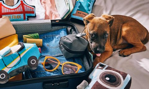 11 Tips for Traveling with a Puppy