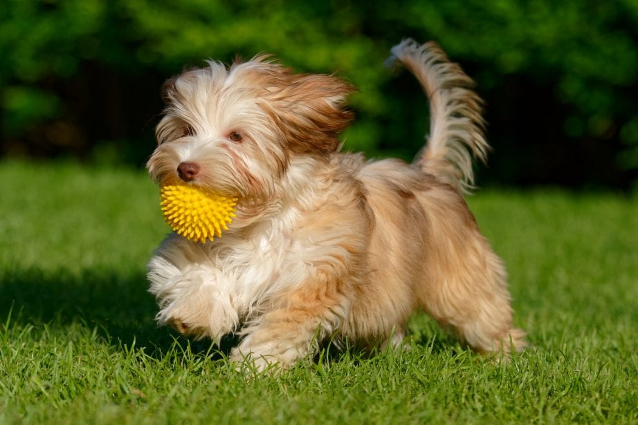 Playful havanese puppy walking with her ball in the grass