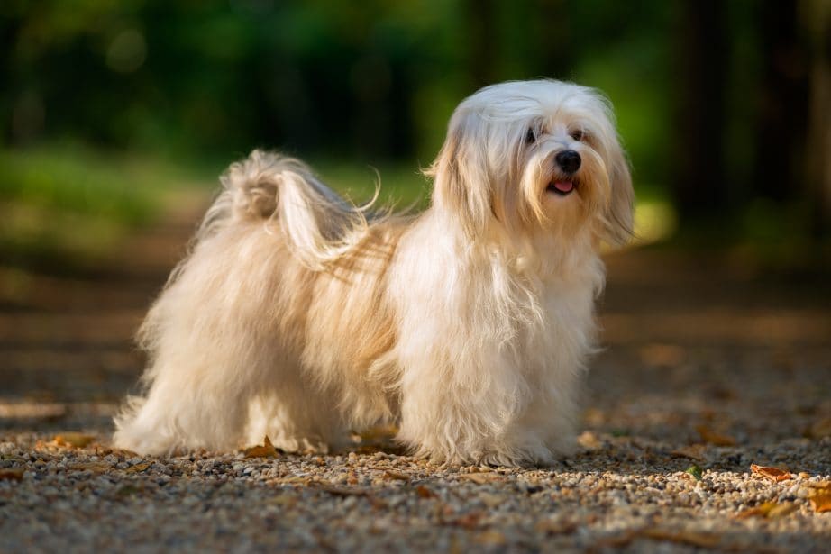Havanese dog standing on a sunny forest path