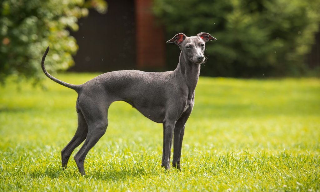 Get all the information about the Italian Greyhound from their personality traits to their history in our complete guide.