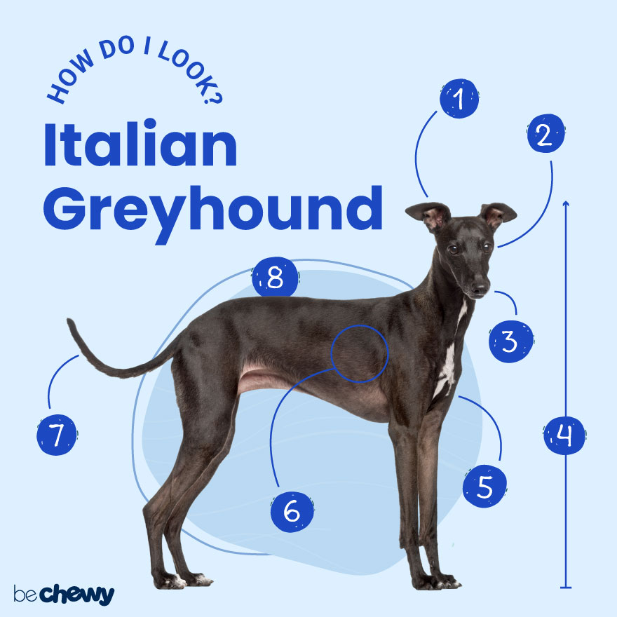 greyhound lab mix