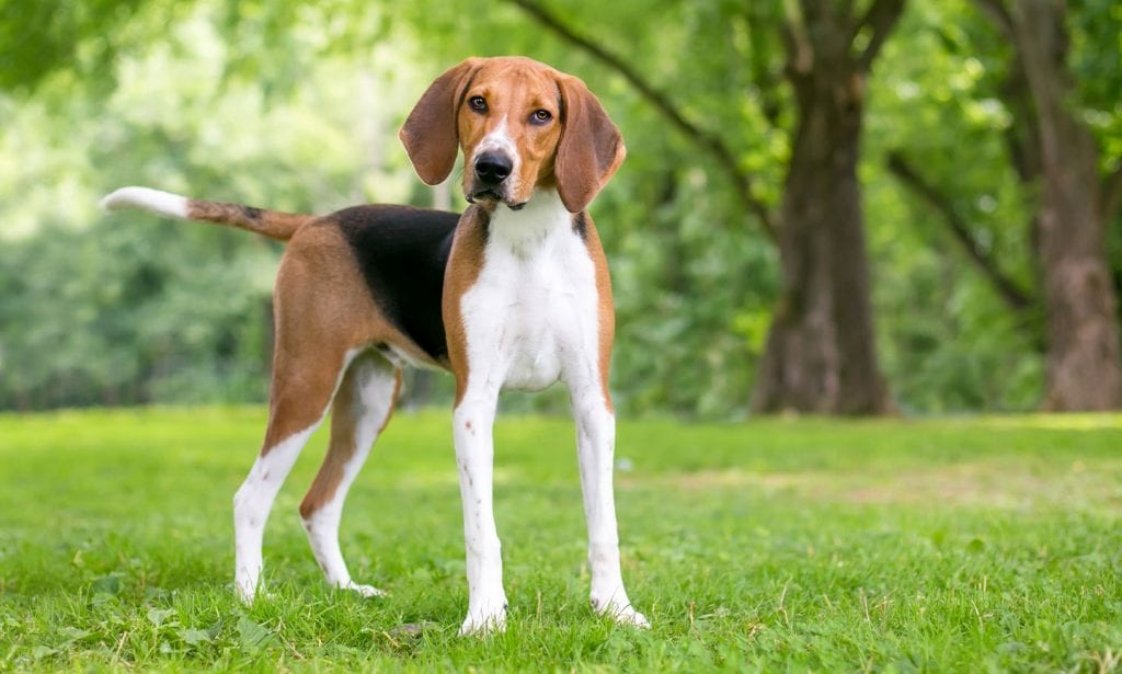 Is the American Foxhound a good match for you? Get the facts and find out in our guide. 