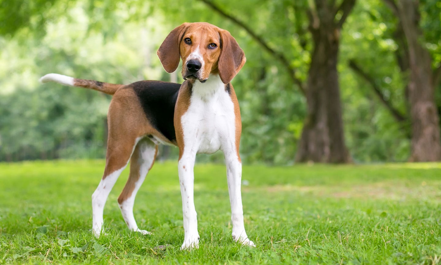 American Foxhound Breed