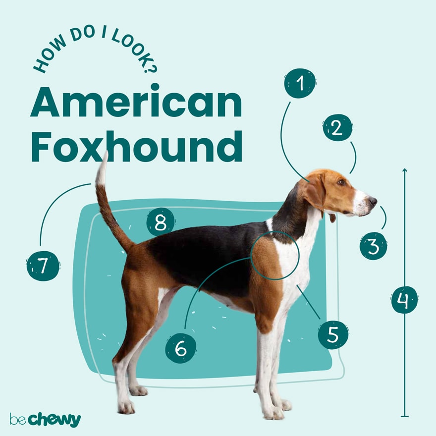 what breed of dog is american foxhound