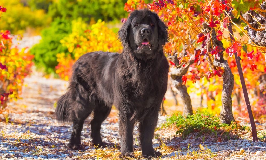 Get all the facts about the Newfoundland dog in our complete guide.