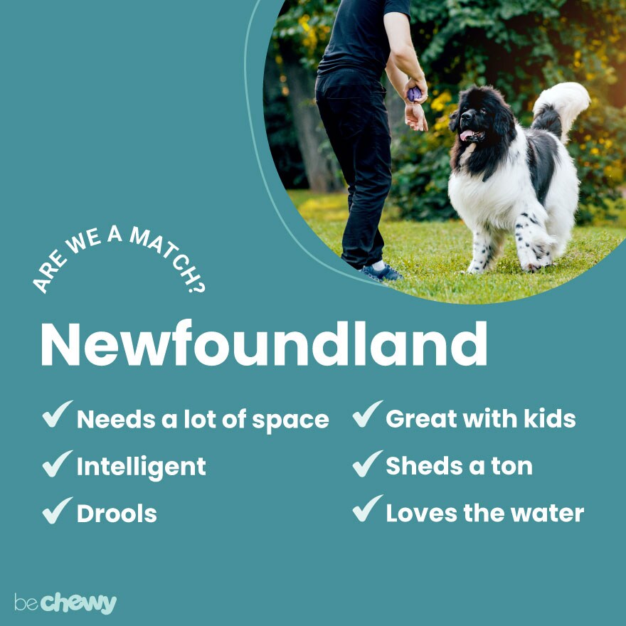 newfoundland-are-we-a-match-880x880 Image