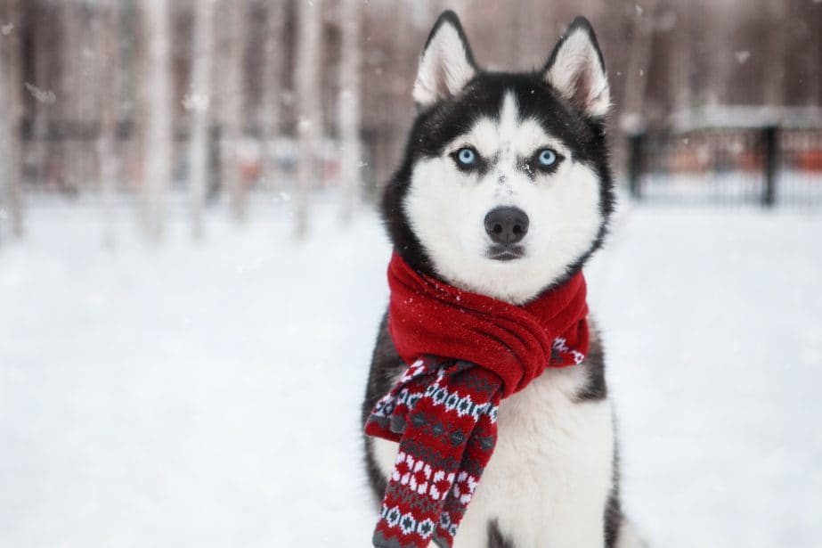 Black and white adult husky with blue eyes in center of frame with snow and trees behind. Dog is wearing a red scarf.