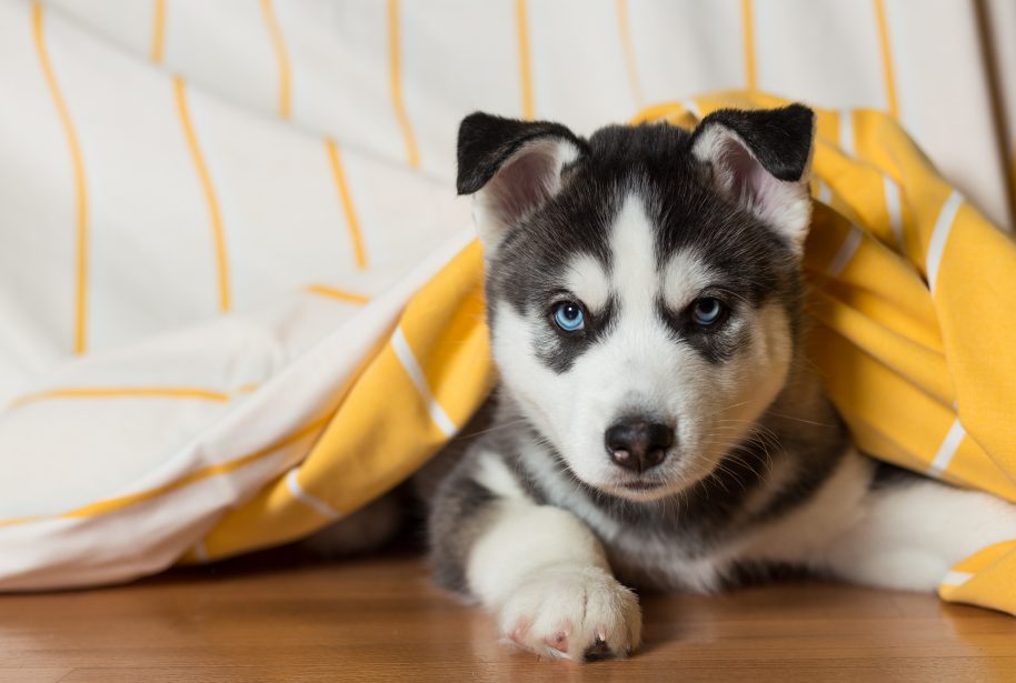 Black and white husky puppy on a brown wood floor under an orange and white striped blanket