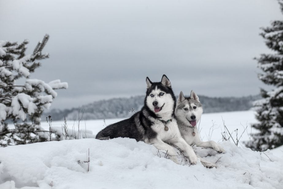 Playing dogs on snow. Husky dogs jump, bite, fight. Friendly two siberian  husky dogs. Stock Photo