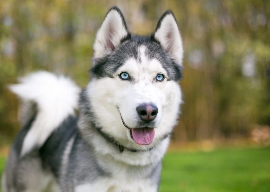 Close up of black and white husky with blue eyes. Grass and trees behind.