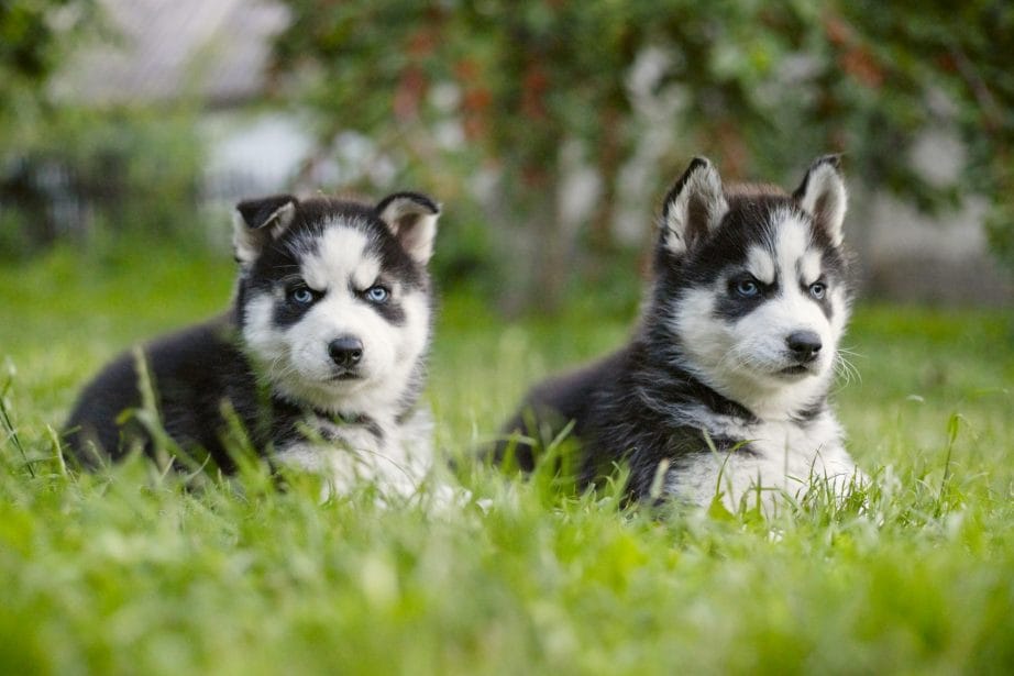 Two Husky Puppies sitting in grass