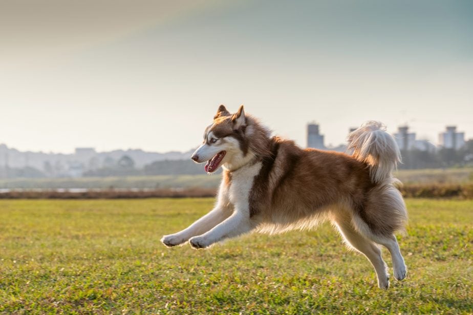 Red husky bounding in a grassy field with city in background
