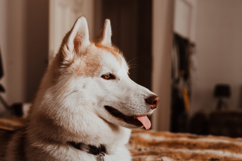 Red husky profile with tongue sticking out