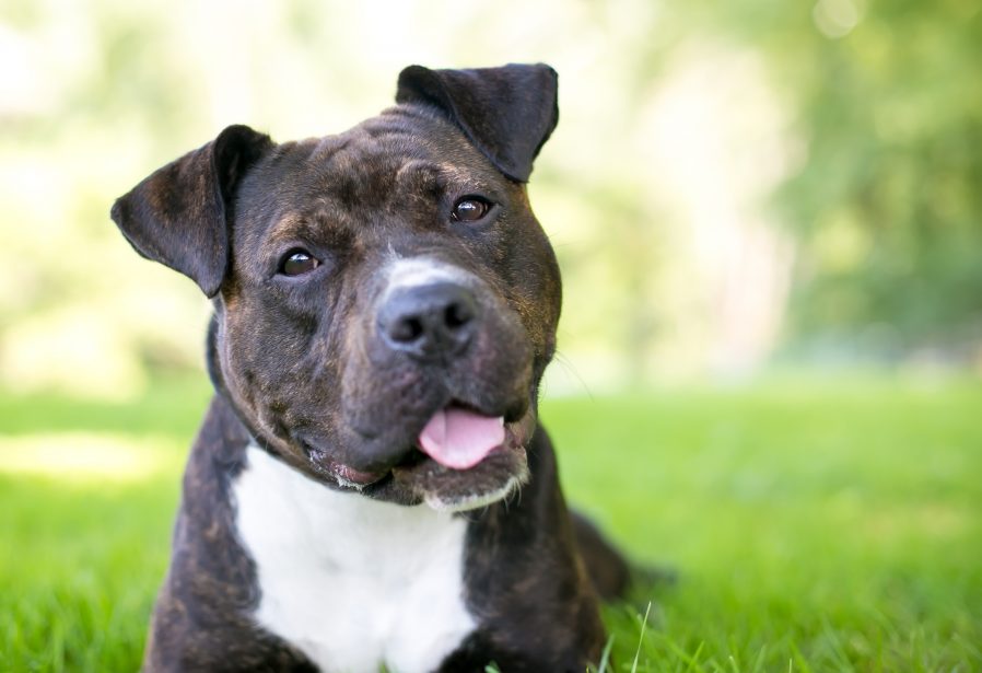American Pit Bull Terrier cloe up on face. Tongue out, ears flopped over. Sitting in grass.