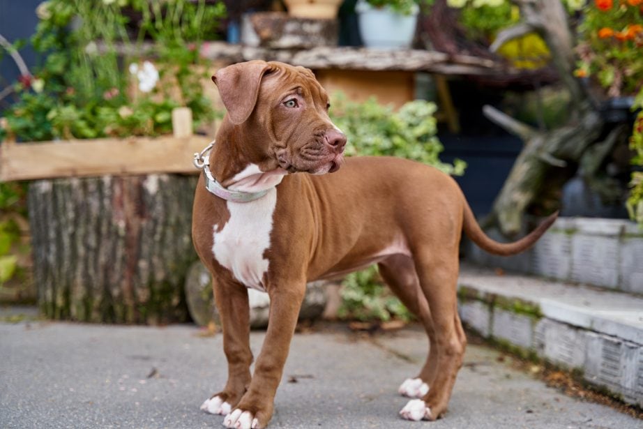 Tan and white American Pit Bull Terrier puppy standing on concrete