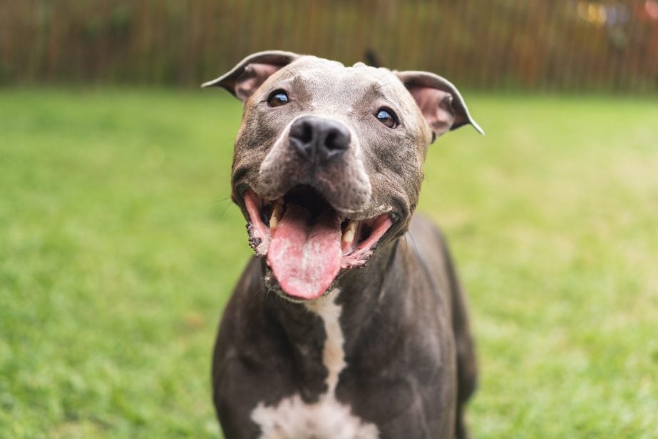 American Pit Bull Terrier smiling with tongue out in grassy field.