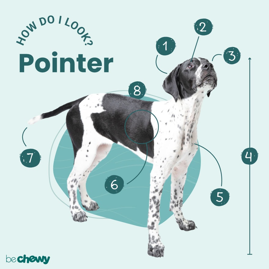 can pointer be white