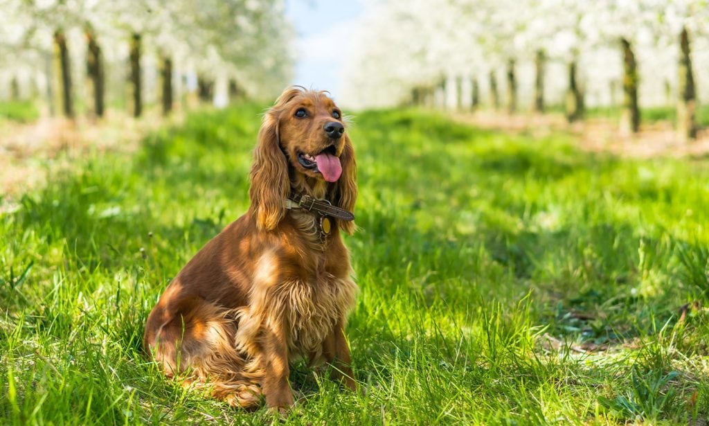 Get the facts about the delightful English Cocker Spaniel in our complete 101 guide.