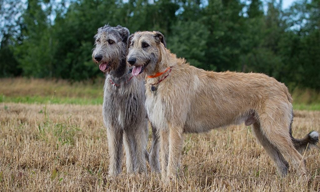 Thinking of raising an Irish Wolfhound dog? These unique pups are the tallest dog breed and have big personalities, too. 