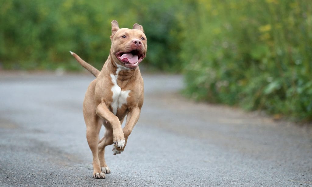 The American Pit Bull Terrier is a fiercely loyal and loving companion for life. Learn more about this breed in our guide.