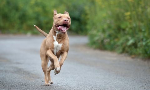 status Strædet thong butik American Pit Bull Terrier Breed: Characteristics, Care & Photos | BeChewy
