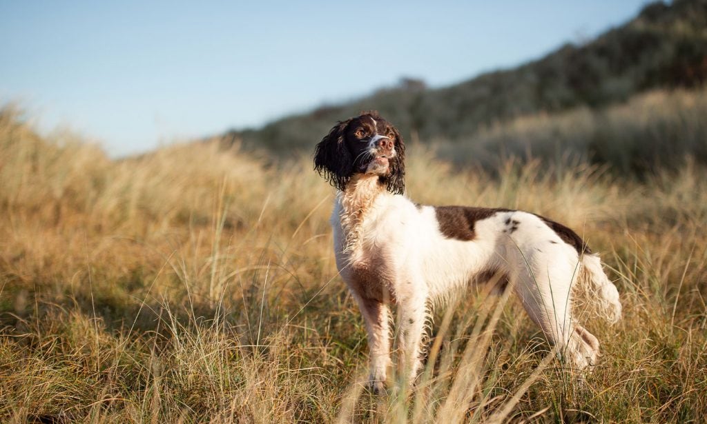 Get all the information you need to know about the English Springer Spaniel dog to see if this pup's a good match for you.