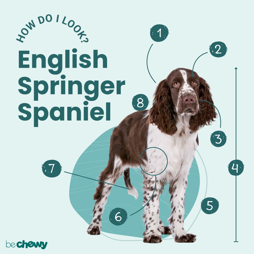 bjælke Til ære for Hindre English Springer Spaniel Breed: Characteristics, Care & Photos | BeChewy