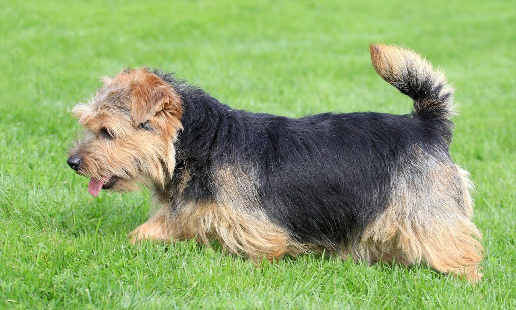 Get all the facts about the Norfolk Terrier breed and see if this dog is a good match for you.