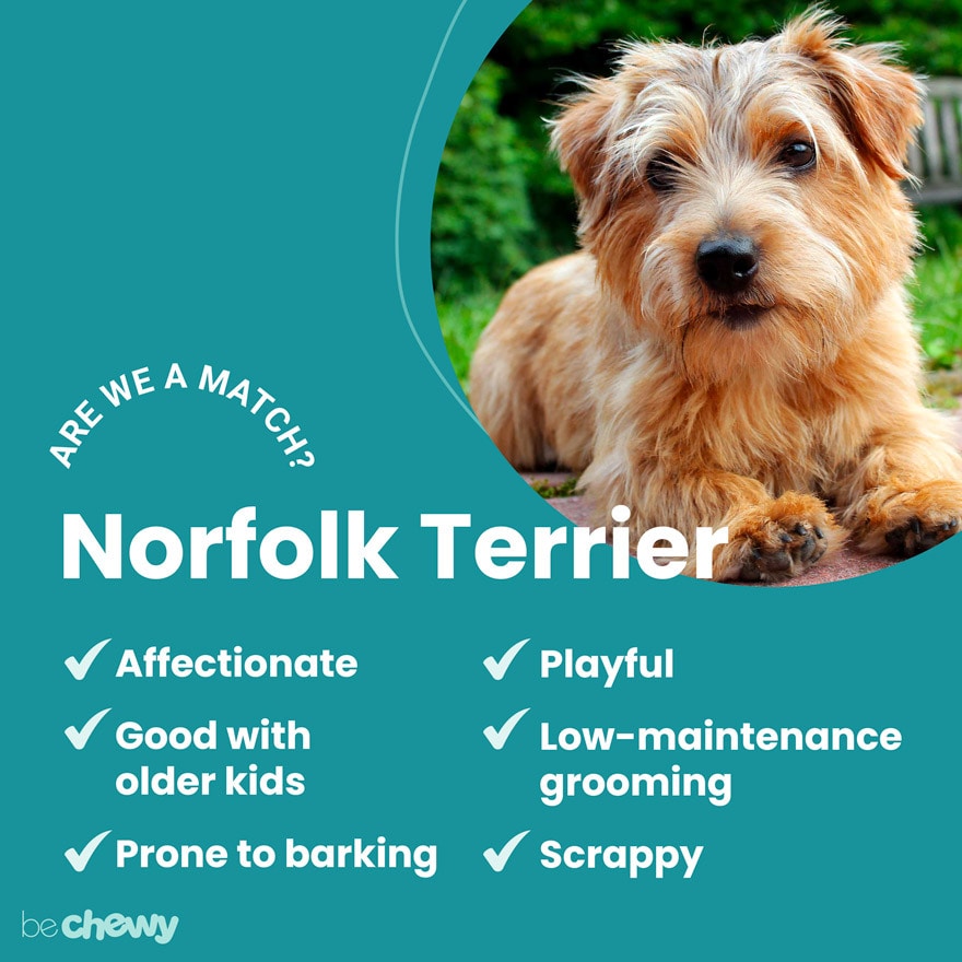 Norfolk Characteristics, Care & Photos | BeChewy
