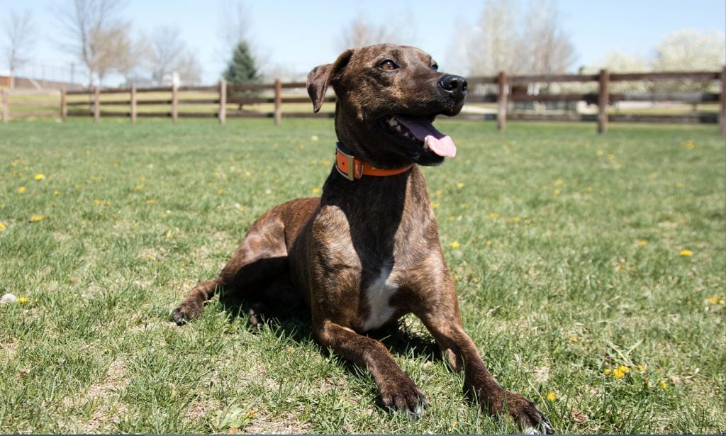 Get all the information and facts you need to know if the Plott Hound dog is right for you in our guide.
