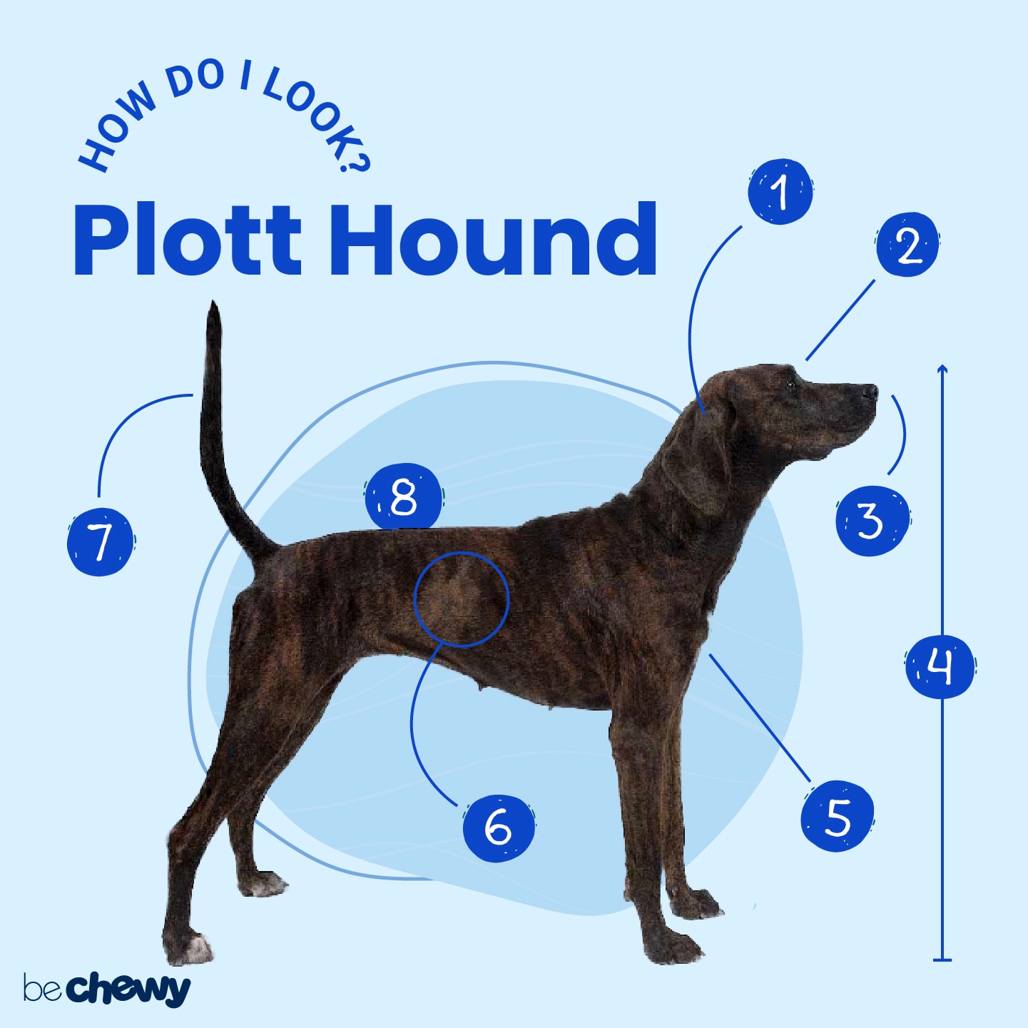 bloodhound pitbull mix