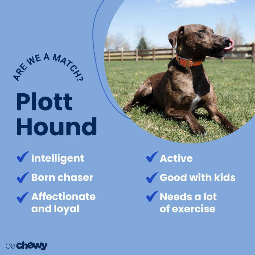 how tall is a plott hound
