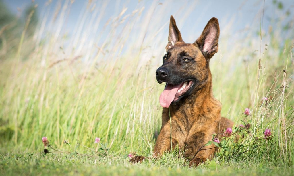 Get the facts about the Dutch Shepherd breed and see if they're a good match for you. 