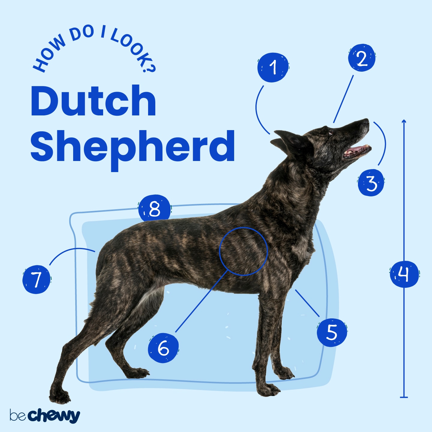 dutch shepherd mix