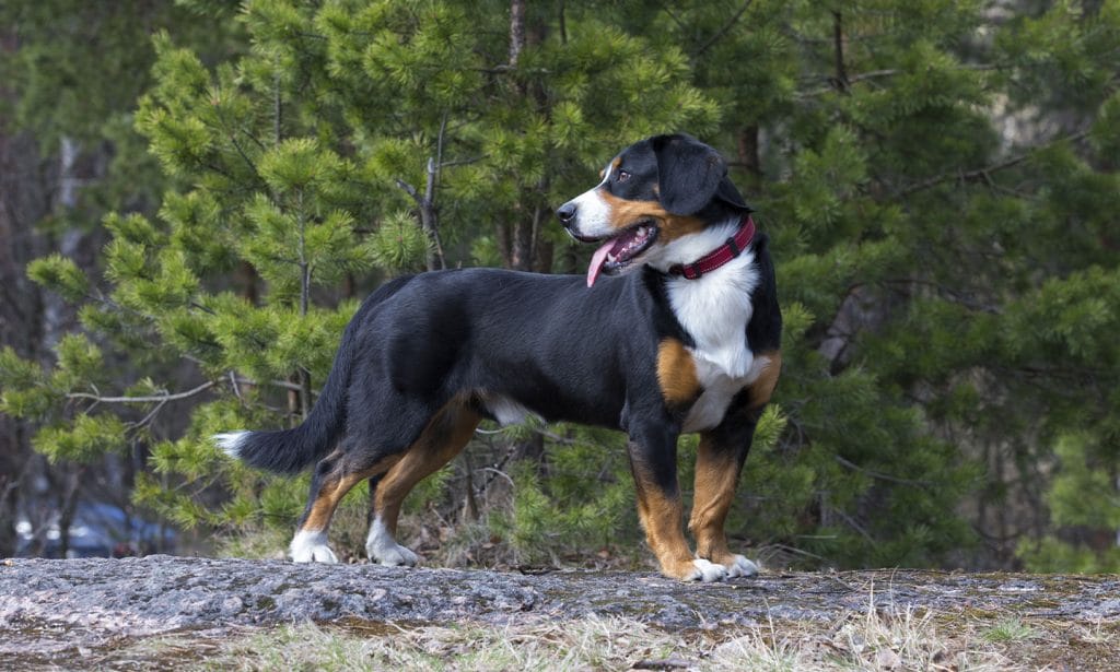 The Entlebucher Mountain Dog is a loyal companion who thrives on being busy with you. Get all the information you need here.