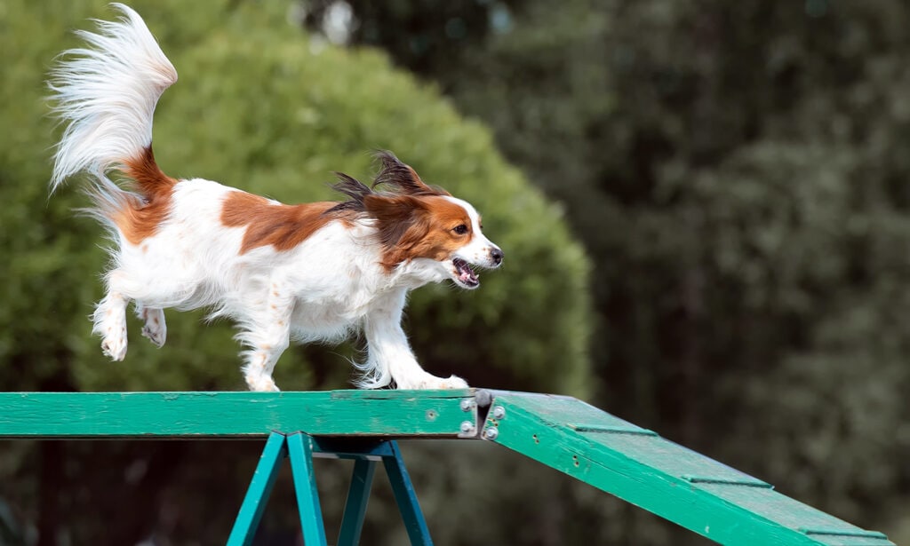 Dogs best sale 101 kooikerhondje