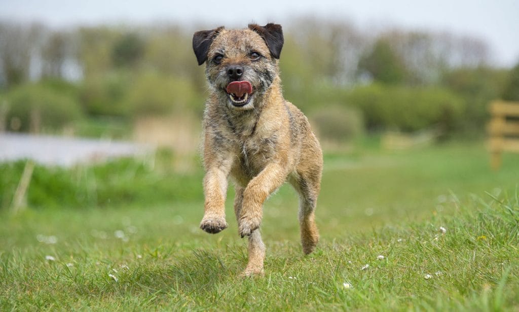 The Border Terrier breed, a small and fearless dog, who loves to play, play, play. They have an intent, focused expression. 