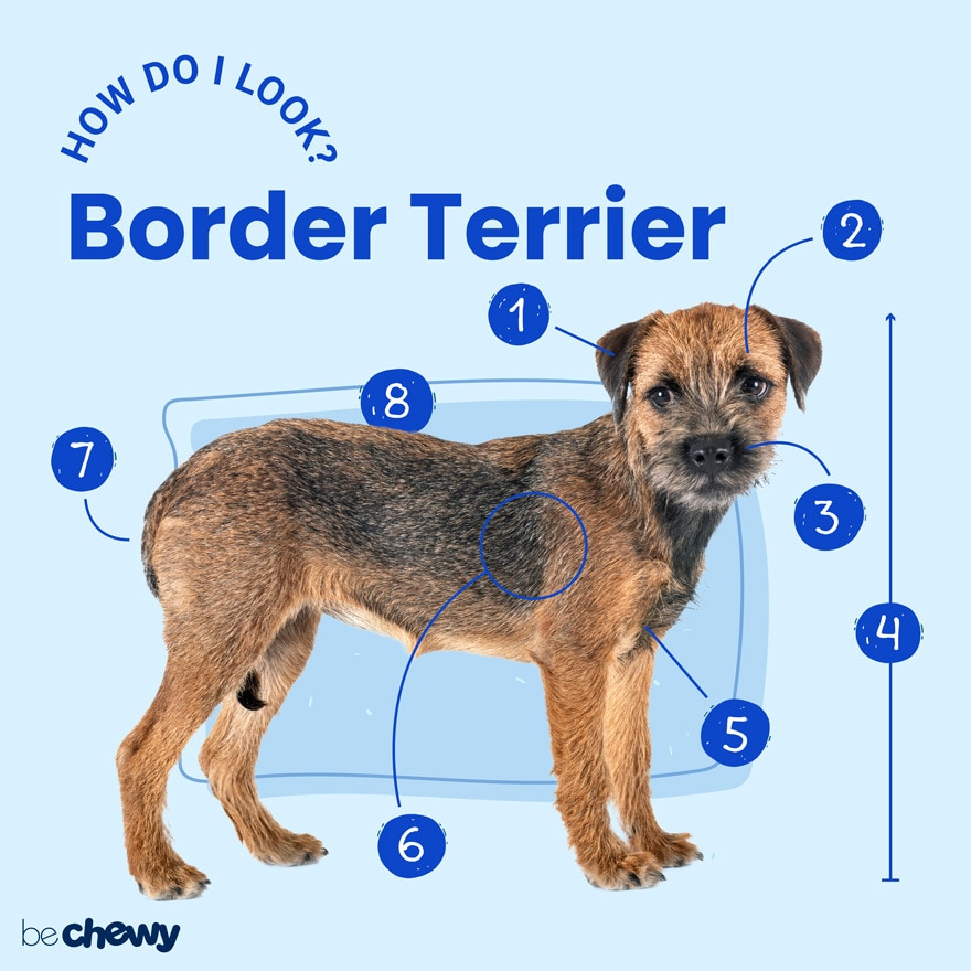 what do you need for a dog to cross the border